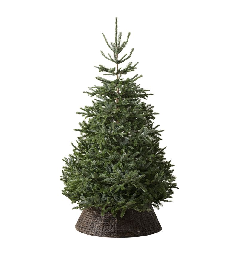 Balsam Hill Balsam Hill Nordmann Fir Unlit Christmas Tree (6Ft)