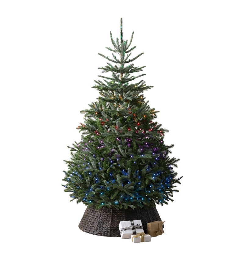 Balsam Hill Balsam Hill Nordmann Fir Twinkly Christmas Tree (7Ft)