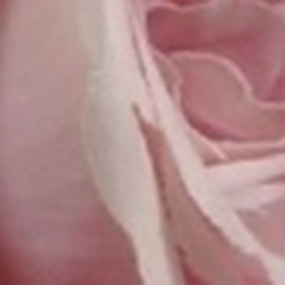 Silk-Ka Silk-Ka Rose Faux Flower