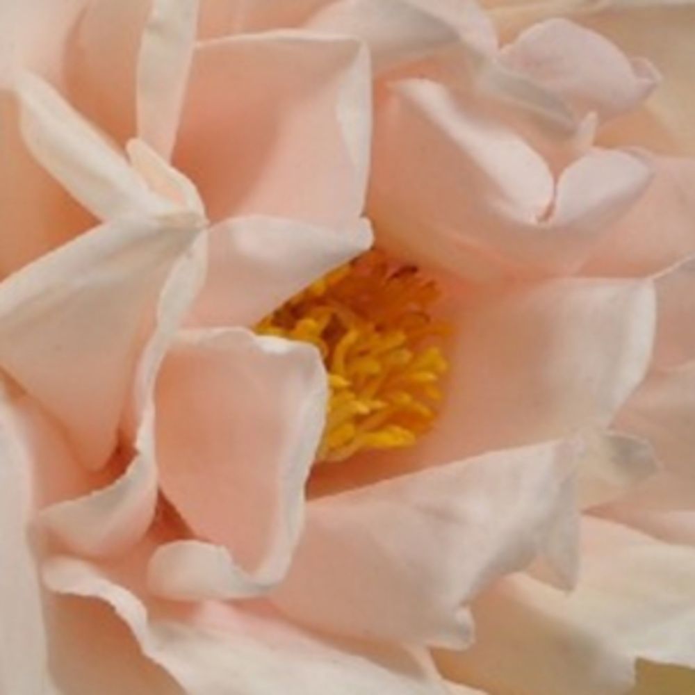 Silk-Ka Silk-Ka Rose Faux Flower