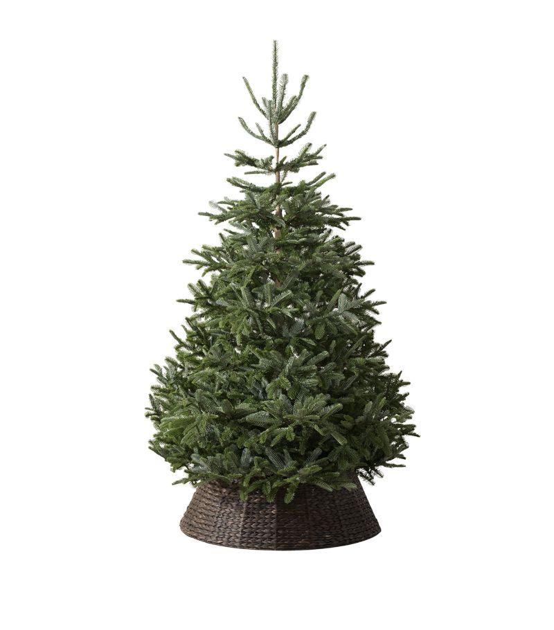 Balsam Hill Balsam Hill Nordmann Fir Unlit Christmas Tree (4Ft)