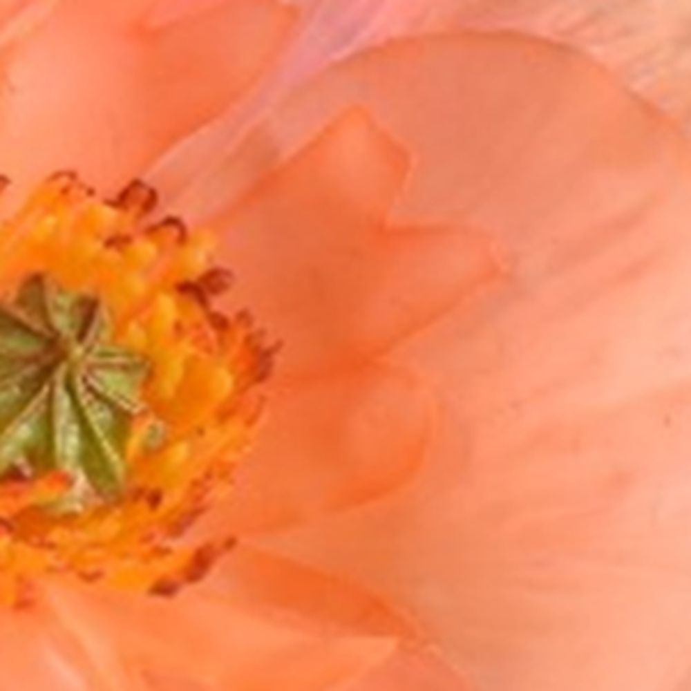 Silk-Ka Silk-Ka Silk Poppy Flower