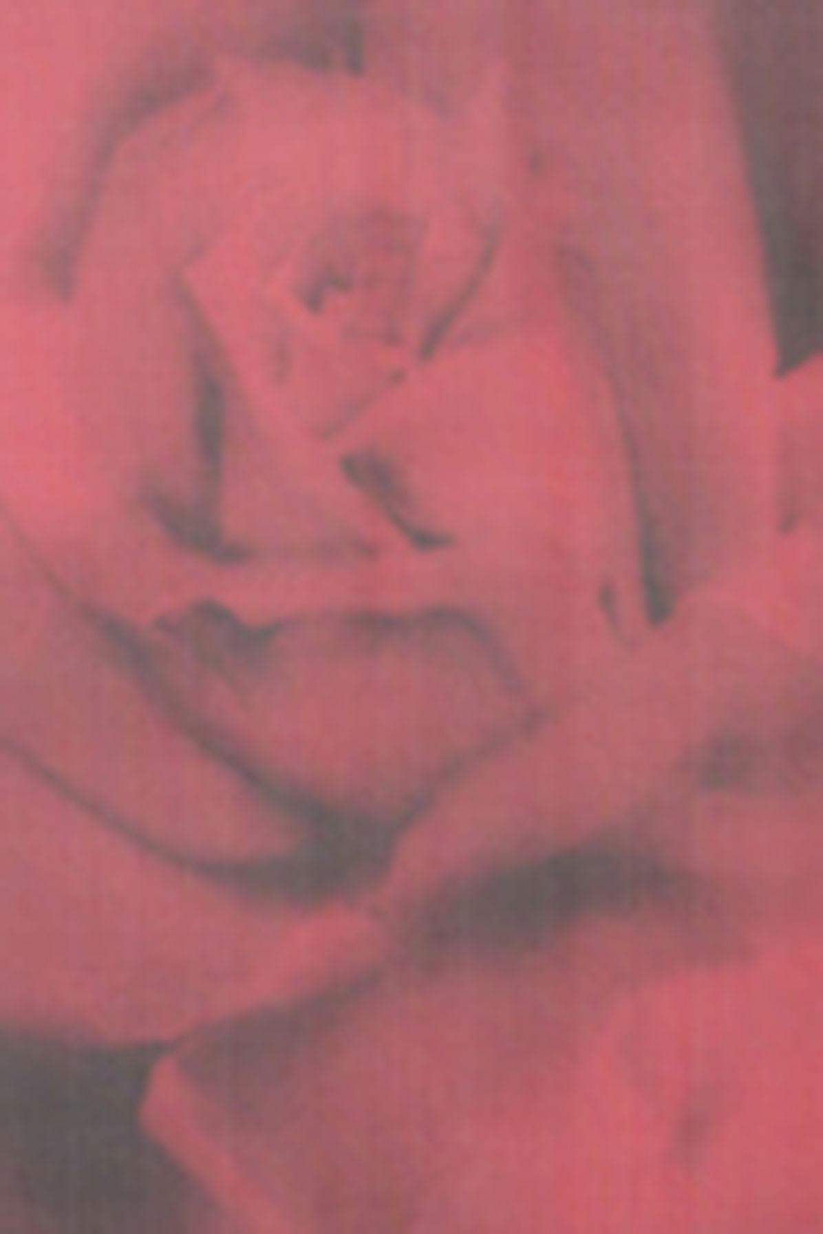 Alberta Ferretti Silk scarf with rose print